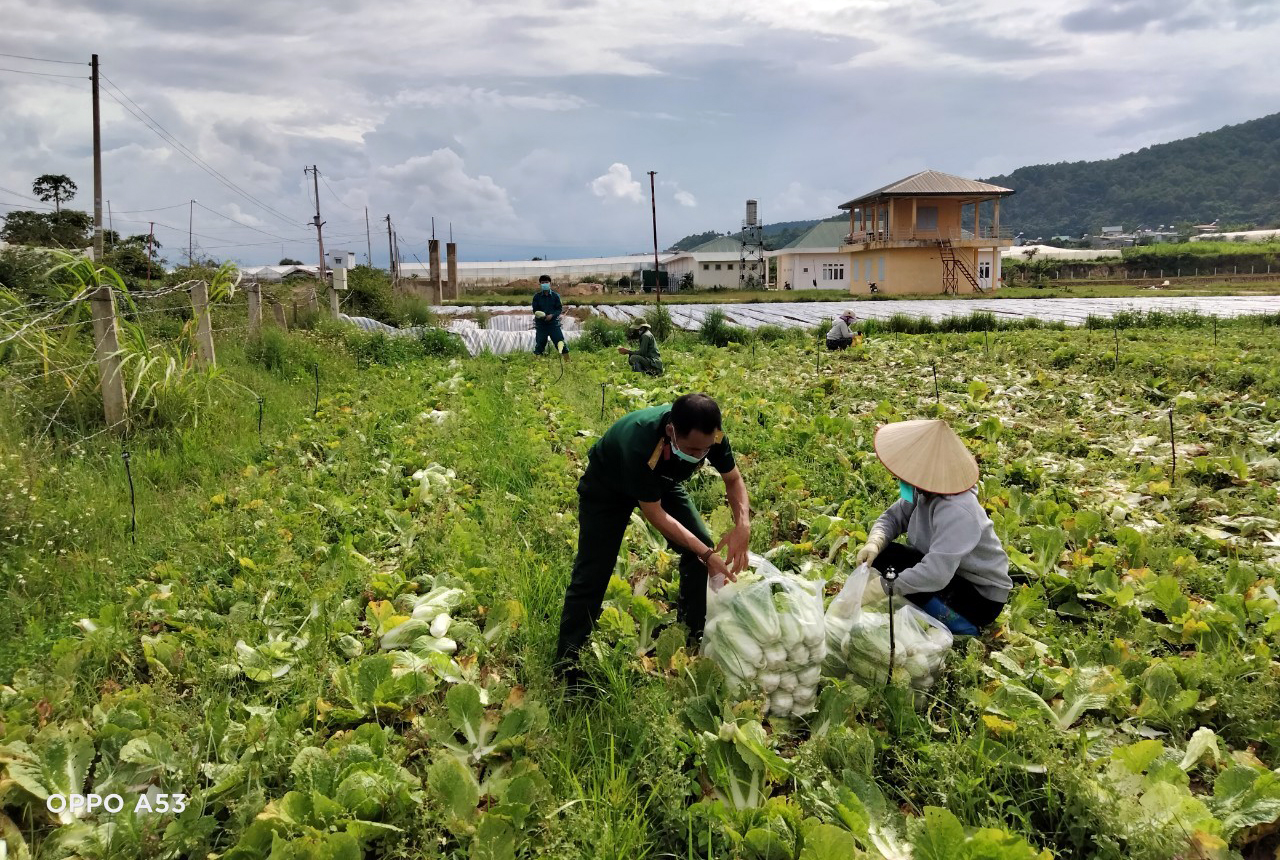 Rau, củ, quả hỗ trợ vùng dịch


